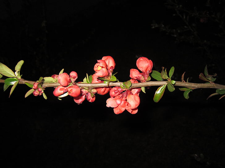 flowering twig, ornamental quince, quince, quince flower, branch, red, spring