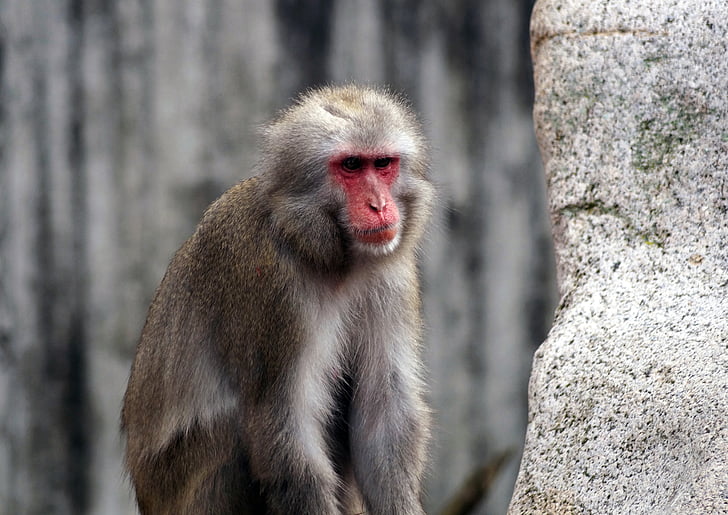 con khỉ, sở thú, ngớ ngẩn, khỉ đầu chó, tâm trạng, állatportré, majomféle
