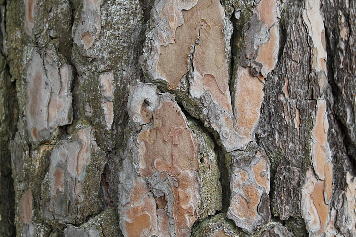 bark, tree, log, nature, forest, wood, structure