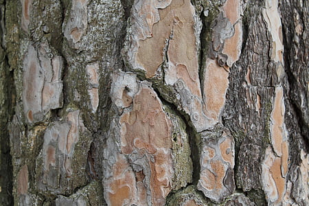 樹皮, ツリー, ログ, 自然, フォレスト, 木材, 構造