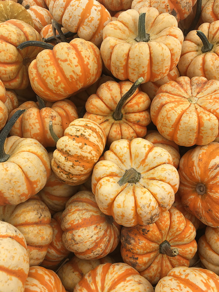 fall, orange, pumpkin, pumpkins, season, food and drink, autumn