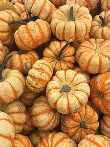na podzim, oranžová, dýně, dýně, sezóny, jídlo a pití, podzim