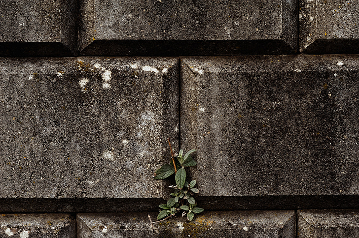 bức tường, musten, thực vật, lá, gạch