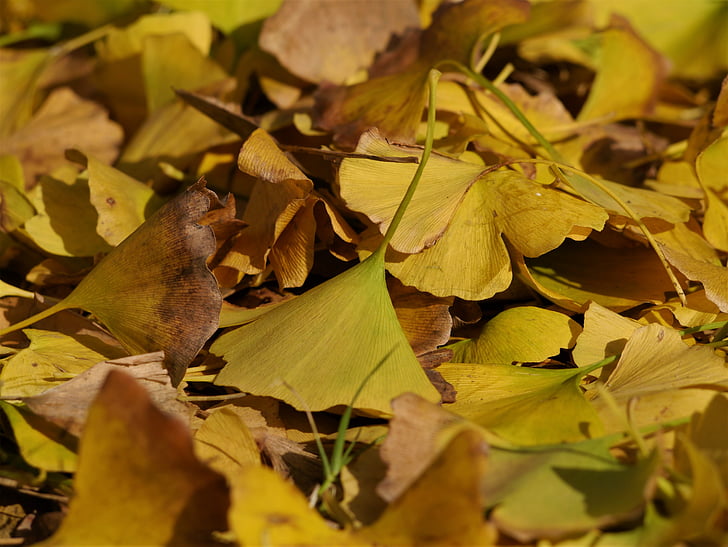 fallna löv, gula blad, Gingko träd, maidenhair tree, Huang, grön, gren
