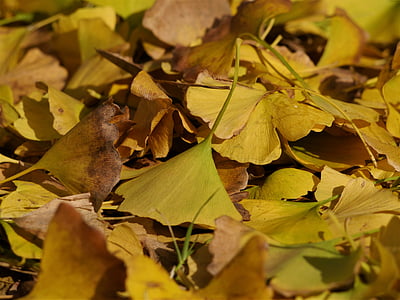 падналите листа, жълти листа, Гинко дърво, богородичен косъм дърво, Хуанг, Грийн, клон