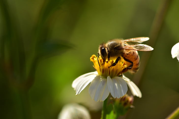 insekter, bier, villblomster, Honeybee, pollen, dyreliv, våren