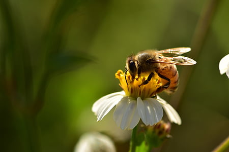 insects, bees, wildflowers, honeybee, pollen, wildlife, spring