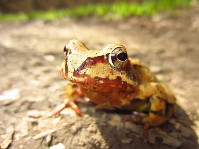 frog, brown, eyes, amphibian, animal, nature, wildlife