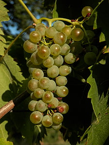 grape, fruit, green, organic, food, vine, vineyard