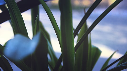 blur, közeli kép:, szín, nyári időszámítás, fű, növekedés, levelek