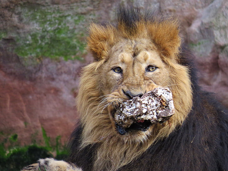 lion, animals, cat, zoo