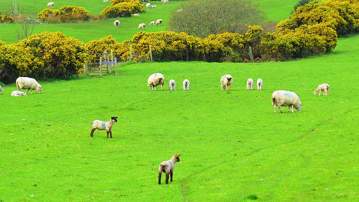 Írország, juh, zöld, táj, természet, fű, Farm