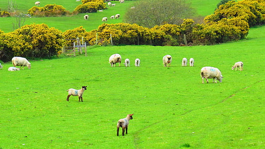 Irlandia, domba, hijau, pemandangan, alam, rumput, pertanian