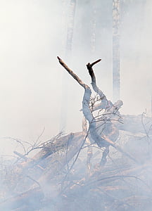 incendio forestal, fuego, quema, quema para la conservación, båtfors, ceniza, humo