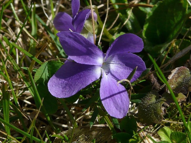 Wald violet, ungu, ungu, biru, bunga liar, mekar, Blossom