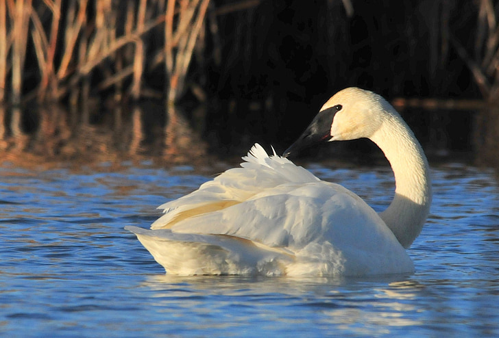 trumpeter swan, bird, wildlife, nature, wild, waterfowl, cygnus