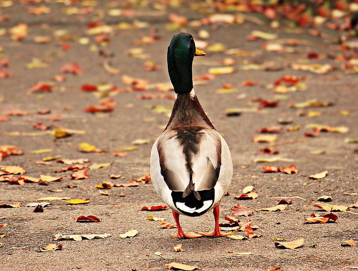 drake, duck, duck bird, autumn, water bird, bird, nature