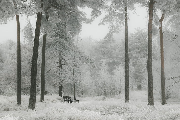 Zimní, sníh, Les, Příroda, bílá, krajina, strom