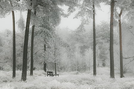 겨울, 눈, 숲, 자연, 하얀, 조 경, 트리