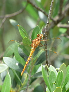 Dragonfly, tiibadega putukas, kollane kiil roosadel, filiaali, sympetrum meridionale