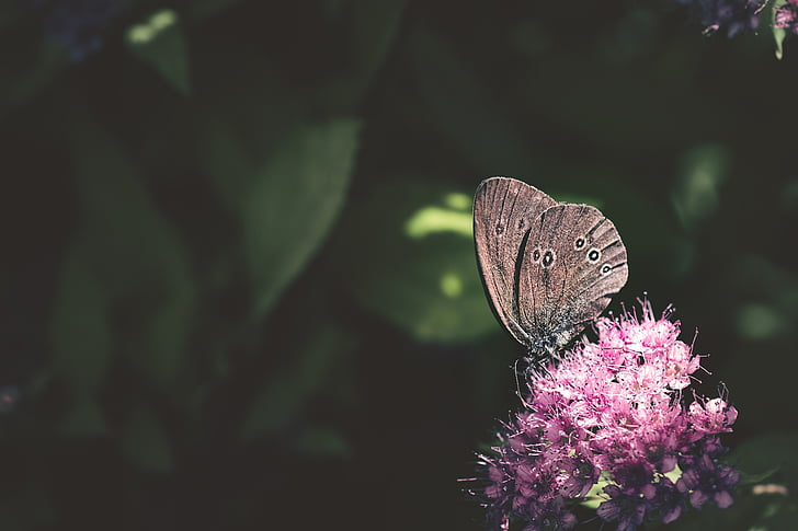 papillon, ramoneur, Aphantopus hyperantus, Edelfalter, oiseau brun forestier, insecte, insectes de vol