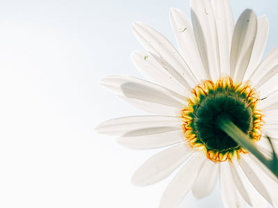 biały, Słonecznik, Zdjęcie, Daisy, kwiat, Natura, niebo