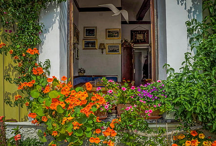 Τσίνκουε Τέρρε, Ιταλία, λουλούδια, κτίρια, αρχιτεκτονική, εκτός, φυτά