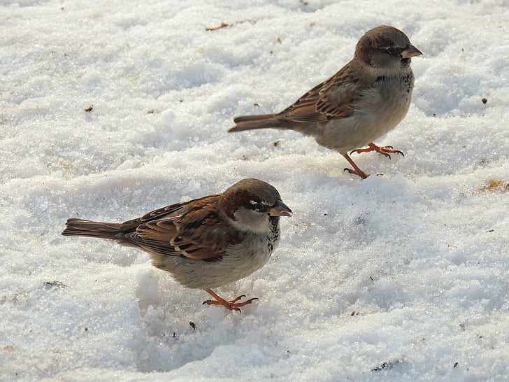 sparrows, sparrow, birds, winter, snow, nature