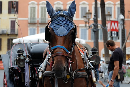 cheval, monteaura, autocar, brun, Rome, transport, tour