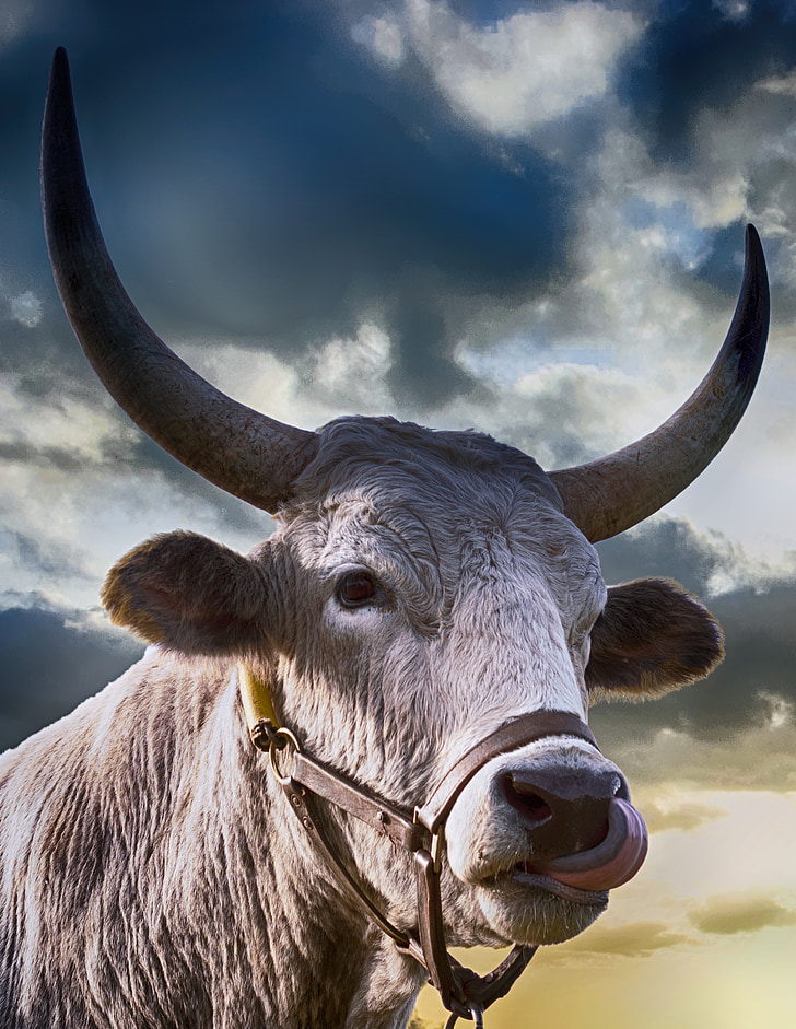 Bull, con bò, động vật, nông nghiệp, gia súc, Thiên nhiên, Trang trại