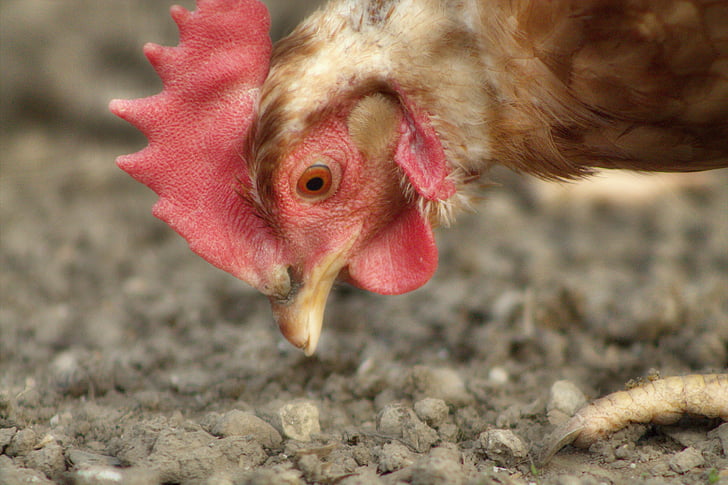 chicken, peck, chickens, farm, poultry, hen, animal