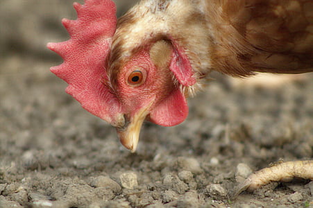 pollo, Peck, pollos, granja, aves de corral, gallina, animal