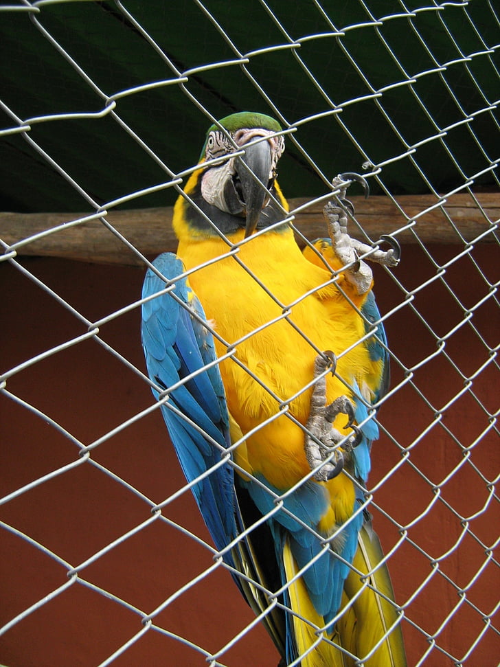 parrot, ave, cage, blue, yellow, zoo, prison