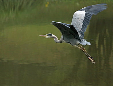 heron, flight, eastern, grey heron, bird, nature, wildlife