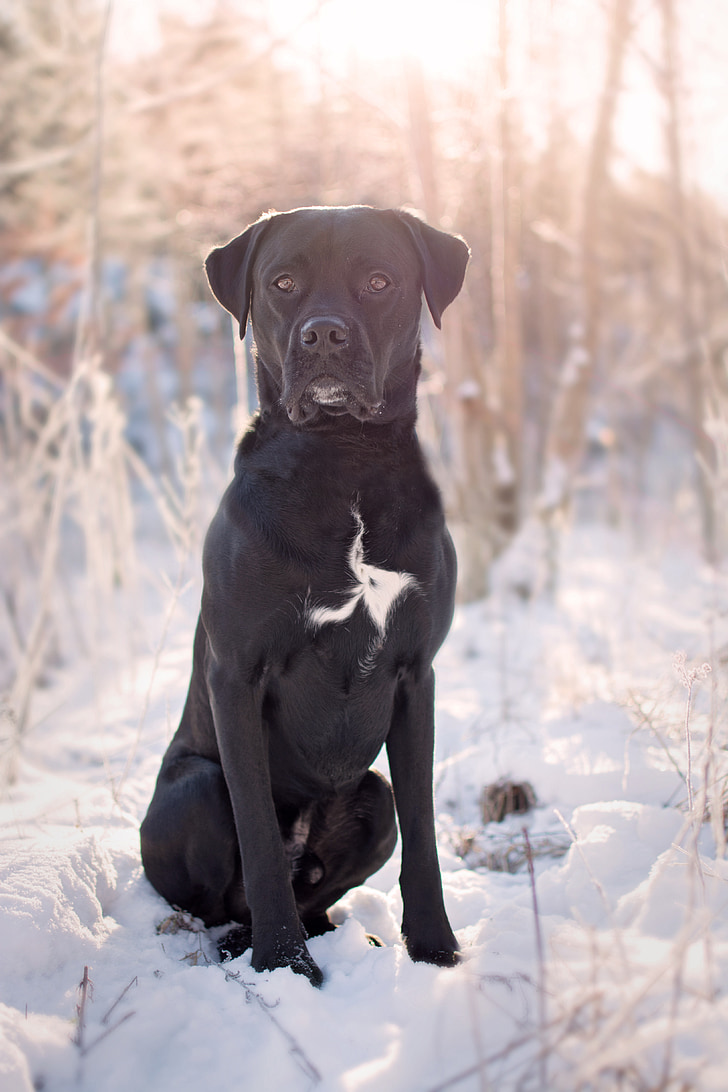 black, dog, sunset, animals, winter, snow, pets