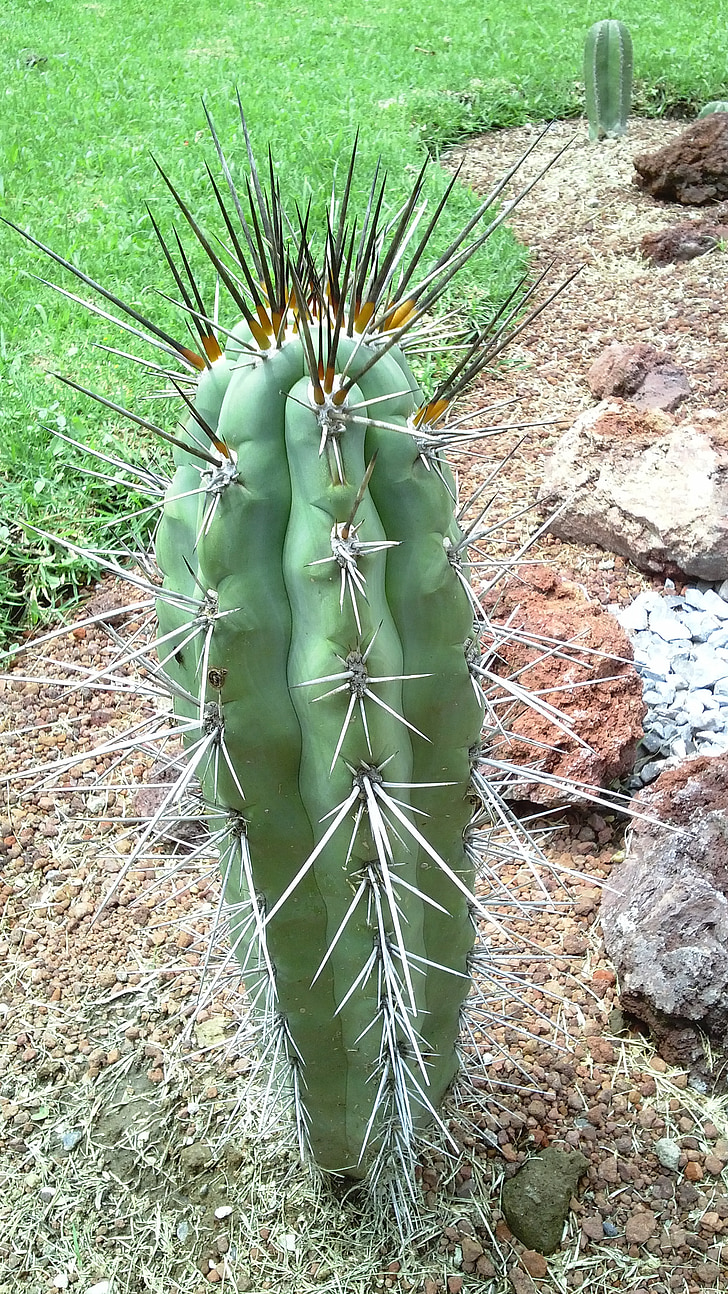jardín, cactus, naturaleza