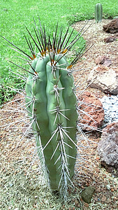 jardin, Cactus, nature