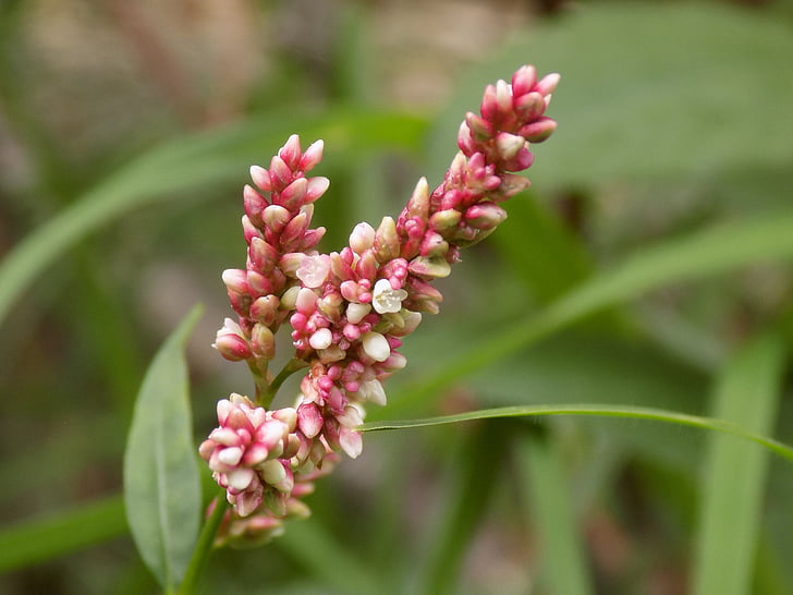 květiny, Příroda, červená, makro, Flora