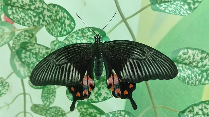butterfly, nature, wings