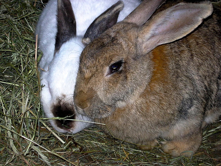 lapin, animaux, nature, Hay