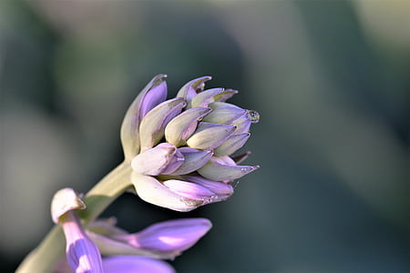 hostas, flower, plant, nature, purple, blossom, bloom
