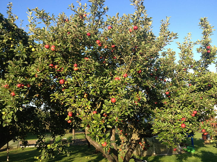 ābolu, Ābele, sarkana, dārza, rudens, Apfel, Rot