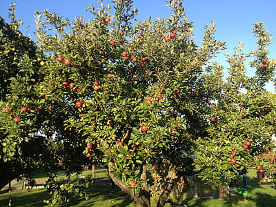 jabolko, jablana, rdeča, vrt, jeseni, apfel, gnilobe