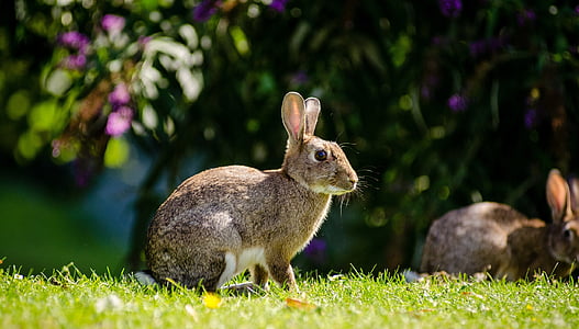 Európska králik, portrét, voľne žijúcich živočíchov, Príroda, zajačik, Hľadáte, kožušiny