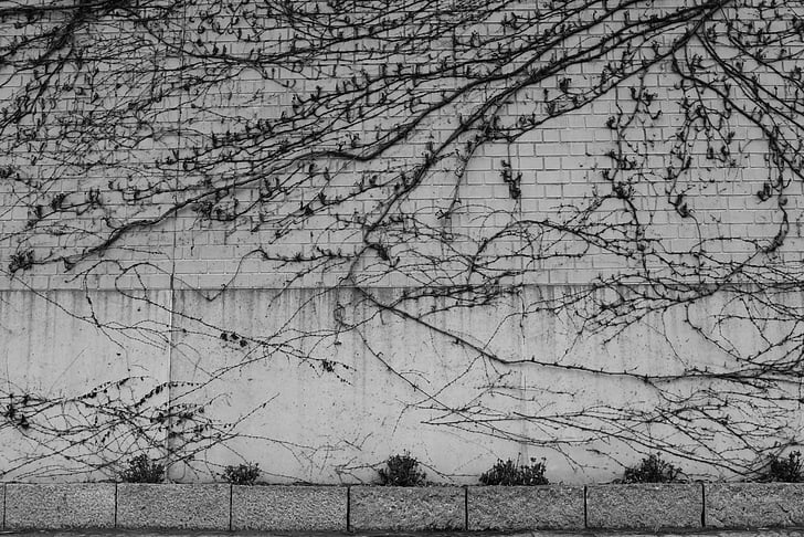 hokkaido, sapporo, sapporo racecourse, black and white, wall, plant