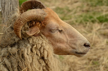 pecore, testa, corni, cappotto, fauna, natura, azienda agricola