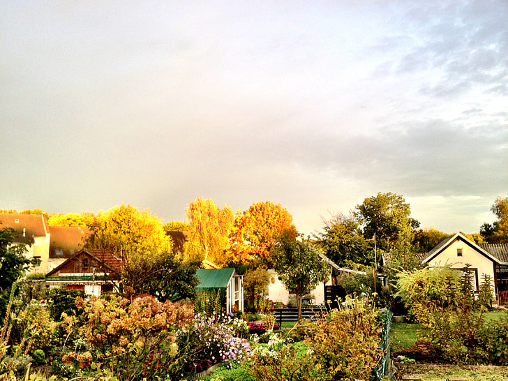 autumn, garden, nature, allotment, gold, light, sunlight