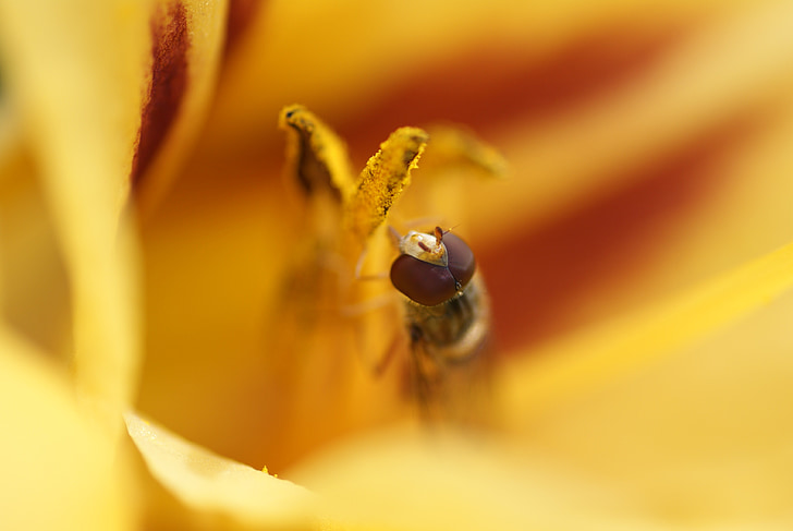 έντομο, μακροεντολή, αιωρούμενης μύγας, Daylily, Κίτρινο, το καλοκαίρι, Κλείστε