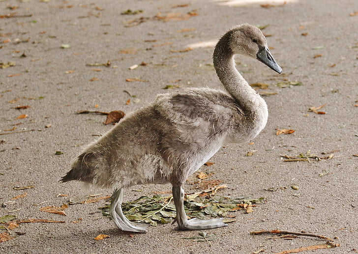Swan, hewan muda, burung, menjalankan, kaki, perairan, air