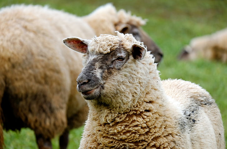 schapen, dier, wol, kudde schapen, grasland, landbouw
